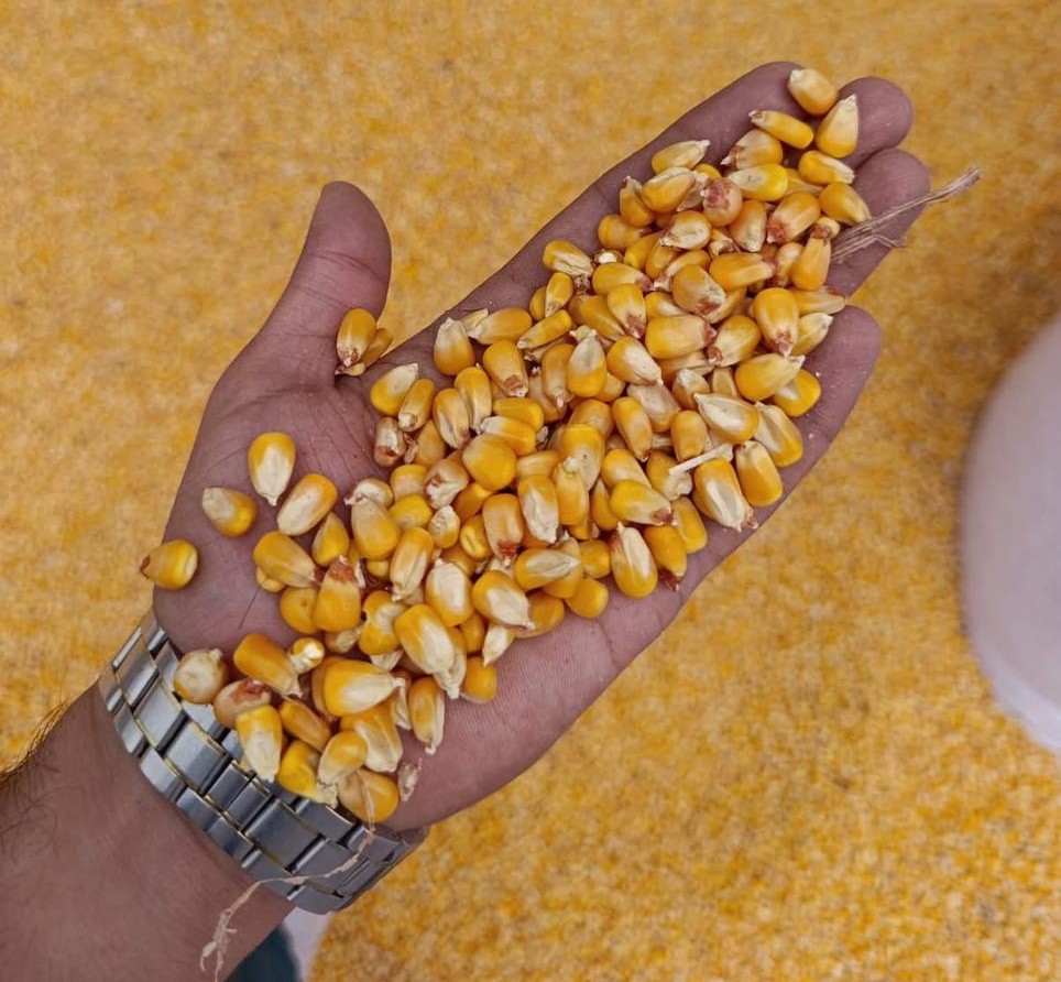 Yellow Corn